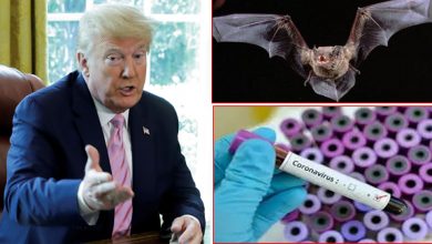 دراسة-جديدة-عن-فيروس-الاكليل-في-أمريكا-،-خافت-الصين-من-إجراء-بحث-عن-الخفافيش