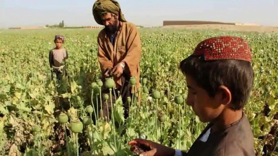 أطفال-أفغانستان-يجبرون-على-زراعة-الأفيون-،-اعرف-السبب