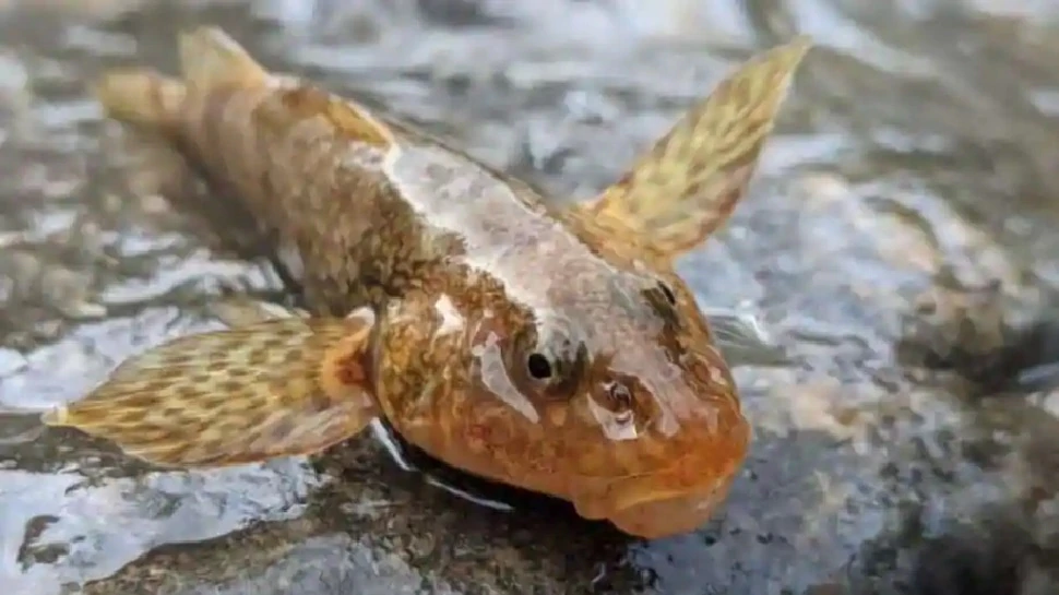 هذه-السمكة-عمرها-ملايين-السنين-،-توحد-العلماء-لإنقاذها