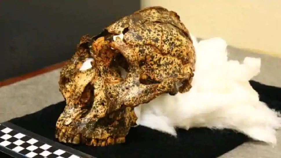 تم-العثور-على-جمجمة-بشرية-عمرها-20-مليون-عام-في-هذا-البلد-،-تعرف-على-سبب-تميز-هذا-الاكتشاف