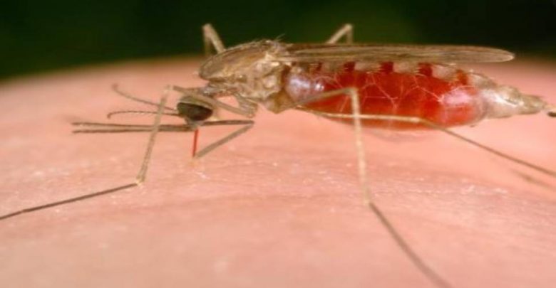 أبحاث-الملاريا:-كان-العالم-يخوض-معركة-الملاريا-منذ-آلاف-السنين-،-تم-علاج-الهند
