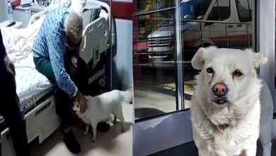 فيديو:-نُقل-المالك-إلى-المستشفى-،-وظل-الكلب-الأليف-يحرس-في-الخارج-لمدة-6-أيام
