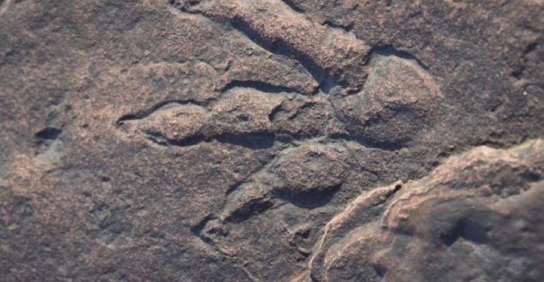 حدث-فريد-من-نوعه-لعام-2021!-اكتشفت-فتاة-تبلغ-من-العمر-أربعة-أعوام-آثار-أقدام-ديناصور-عمرها-22-مليون-عام-،-ولا-تزال-آمنة