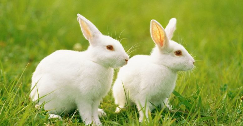 الأرانب:-يأكل-الأرنب-النونية-الخاصة-به-للحفاظ-على-الجمال-،-ومعرفة-الأشياء-الممتعة-المتعلقة-بها