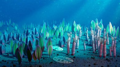 وحش-البحر:-جينات-شيطان-البحر-عمرها-50-مليون-سنة-وجدت-في-جسم-الإنسان-،-صدم-العالم-تعرف-ما-هو-التأثير