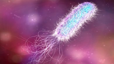 علوم-الحياة-والبكتيريا:-يمكن-للاكتشافات-الجديدة-عن-البكتيريا-أن-تغير-مفهوم-بداية-الحياة