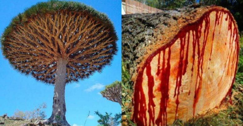 شجرة-دم-التنين:-من-دواء-إلى-رمز-لشجرة-دم-التنين-اليمنية-دوا-،-خبراء-معنيون