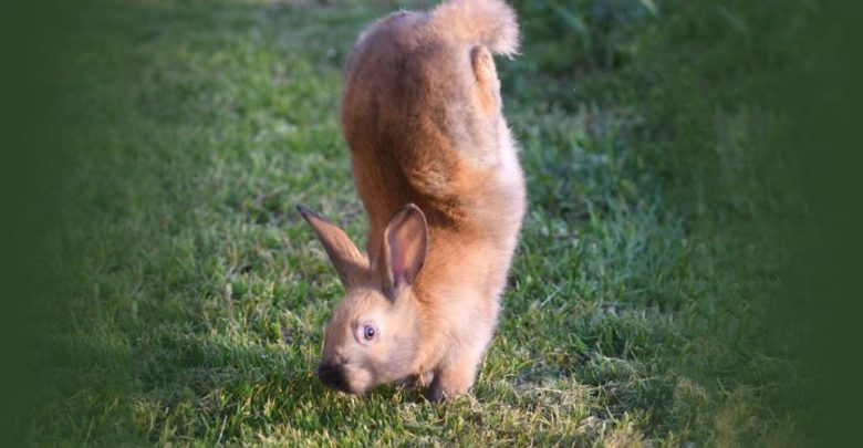 أرانب-الفورت:-هذه-الأرانب-لا-تمشي-على-الأقدام-،-تقفز-على-اليدين-؛-العلماء-يحلون-80-عاما-من-الغموض