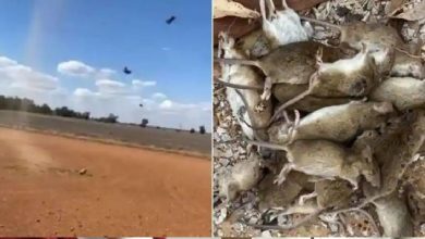 بالفيديو:-عندما-بدأ-مطر-الفئران-قادمًا-من-السماء!-أزمة-وبائية-أخرى-على-أستراليا-بين-كورونا
