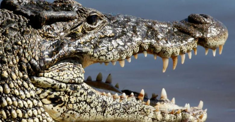 أكبر-بحث-على-أنواع-منقرضة-من-crocodile-عمرها-مليون-عام-،-ادعاء-صادم-في-البحث