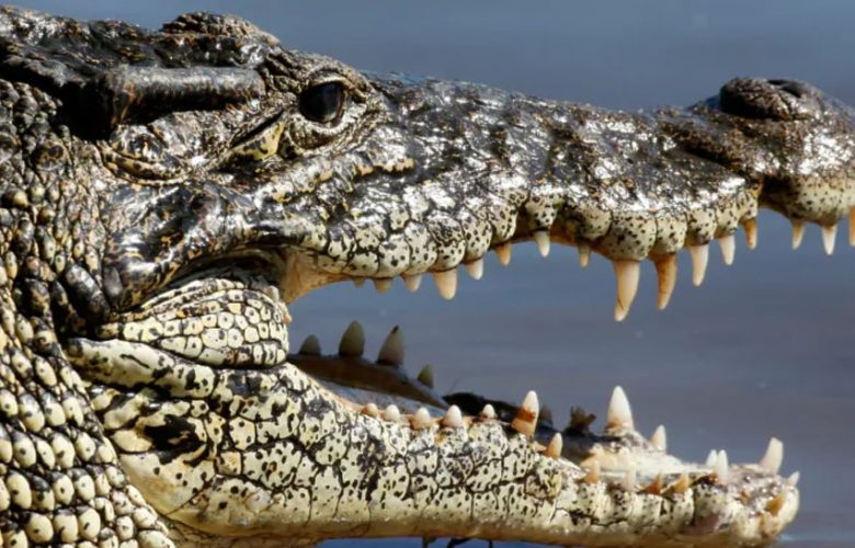 أكبر-بحث-على-أنواع-منقرضة-من-crocodile-عمرها-مليون-عام-،-ادعاء-صادم-في-البحث