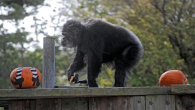 يموت-أكبر-ذكر-شمبانزي-في-حديقة-حيوان-سان-فرانسيسكو