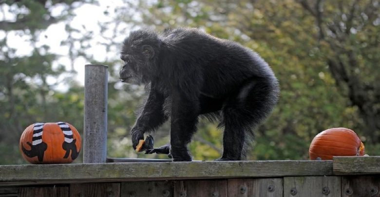 يموت-أكبر-ذكر-شمبانزي-في-حديقة-حيوان-سان-فرانسيسكو