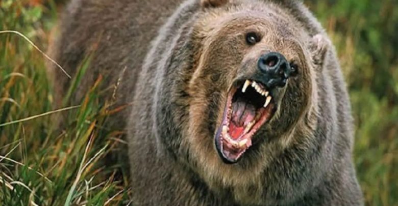 قتل-الدب-وأكل-سائحة-أمام-3-من-أصدقائه-،-في-حادثة-سيبيريا-بروسيا