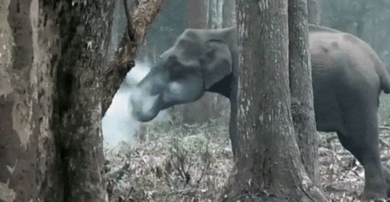 شوهد-هذا-الفيل-يختبئ-حلقات-دخان-في-الغابة-،-ومن-رآه-صدم