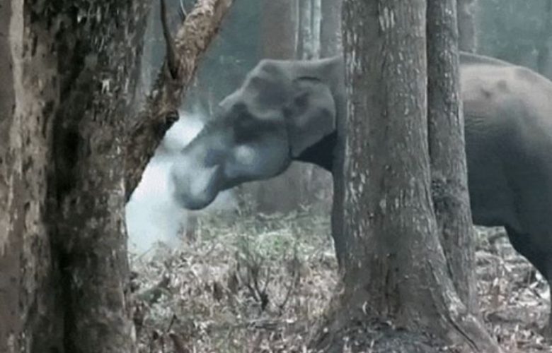 شوهد-هذا-الفيل-يختبئ-حلقات-دخان-في-الغابة-،-ومن-رآه-صدم