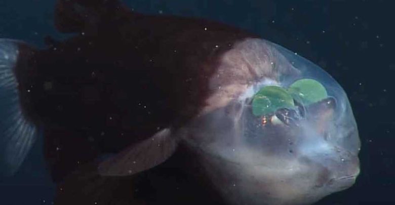سمكة-barreleye:-عند-رؤية-هذه-السمكة-النادرة-من-الجبهة-،-أذهل-العلماء-أيضًا-برؤية-عيون-غريبة