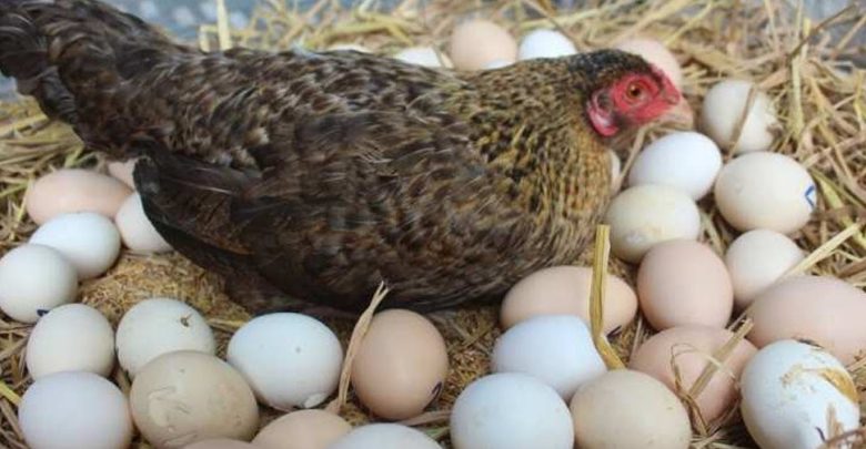 جاءت-البيضة-أولاً-أم-الدجاجة:-جاءت-البيضة-أولاً-أم-الدجاجة-في-العالم؟-ظهر-الجواب