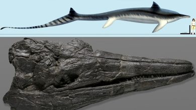 كشفت-دراسة-جديدة-عن-وجود-مخلوقات-ضخمة-في-البحر-خلال-عصر-الديناصورات