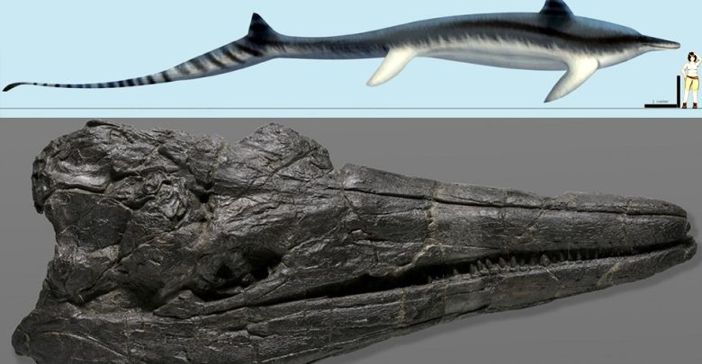 كشفت-دراسة-جديدة-عن-وجود-مخلوقات-ضخمة-في-البحر-خلال-عصر-الديناصورات