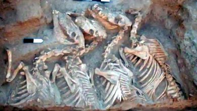 يبلغ-عمر-الهياكل-العظمية-لأول-حيوان-هجين-في-العالم-5500-عام-؛-يتفاجأ-العلماء