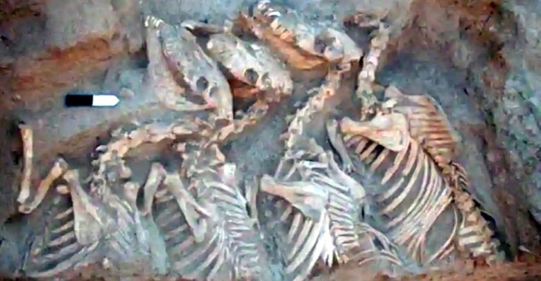 يبلغ-عمر-الهياكل-العظمية-لأول-حيوان-هجين-في-العالم-5500-عام-؛-يتفاجأ-العلماء