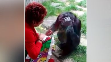 اعتاد-الشمبانزي-القدوم-إلى-kiss-كل-أسبوع-لمدة-4-سنوات-،-وكان-الدخول-محظورًا-في-حديقة-الحيوانات