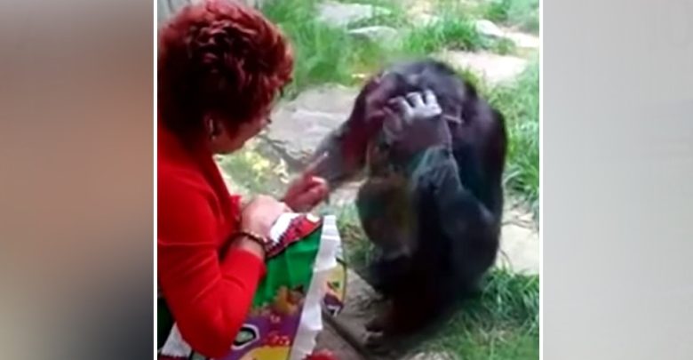 اعتاد-الشمبانزي-القدوم-إلى-kiss-كل-أسبوع-لمدة-4-سنوات-،-وكان-الدخول-محظورًا-في-حديقة-الحيوانات