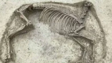 العثور-على-حصان-مقطوع-الرأس-بجسم-بشري-،-لغز-عمره-1400-عام!
