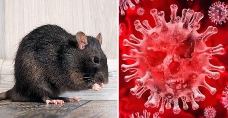 يدعي-العلماء-الصينيون-حول-omicron-،-هذا-النوع-الجديد-من-فيروس-كورونا-ينتشر-من-الفئران