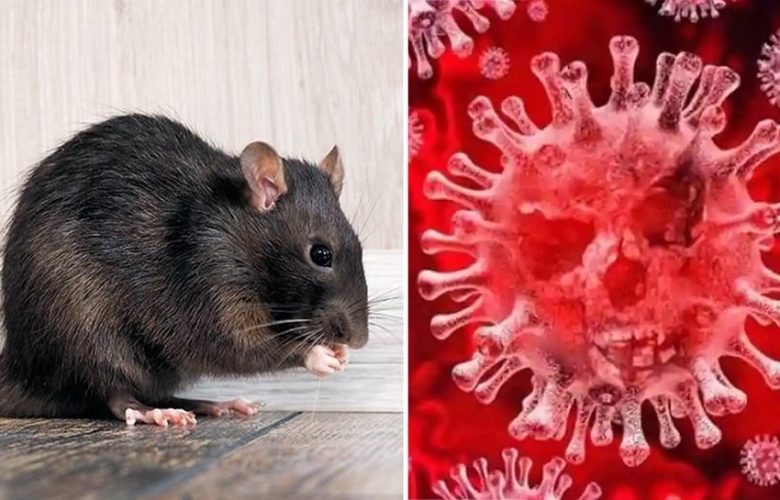 يدعي-العلماء-الصينيون-حول-omicron-،-هذا-النوع-الجديد-من-فيروس-كورونا-ينتشر-من-الفئران