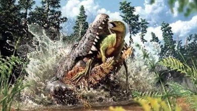 أكل-هذا-التمساح-من-قبل-الديناصورات-،-وهو-نوع-فريد-وجد-في-التنقيب