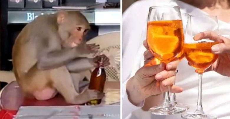 لماذا-يحب-البشر-الكحول؟-السر-الكبير-مخفي-في-عادة-القرود-هذه