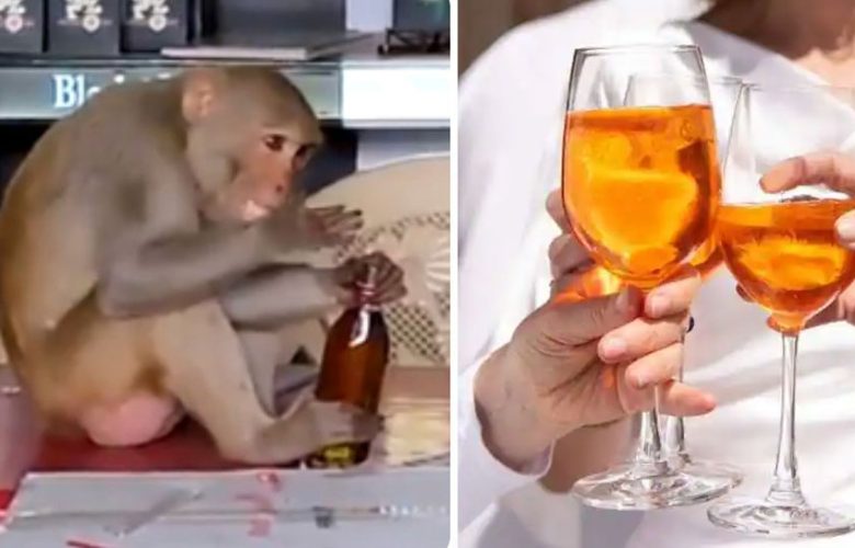 لماذا-يحب-البشر-الكحول؟-السر-الكبير-مخفي-في-عادة-القرود-هذه