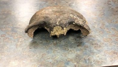 أقدم-جمجمة-بشرية:-تم-العثور-على-جمجمة-بشرية-عمرها-8000-عام-تطفو-في-النهر-،-كما-كشف-سر-الموت