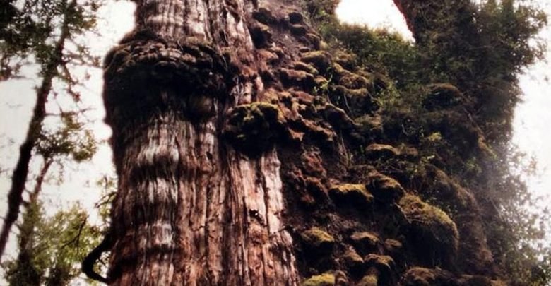 أقدم-شجرة-في-العالم:-شجرة-عمرها-أكثر-من-5000-عام-،-ولن-تعرف-تخصصها