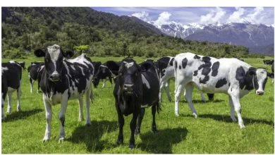 نيوزيلندا:-سيتعين-على-المزارعين-دفع-ضريبة-على-تجشؤ-الأبقار-أو-الماشية-الأخرى-،-وقد-أقر-هذا-البلد-قانونًا-خاصًا