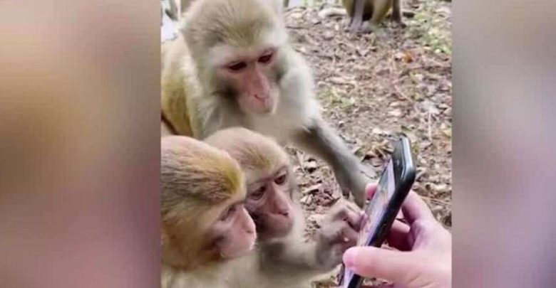 تفضل-القردة-الصوت-أو-الفيديو:-هل-تحب-القردة-الفيديو-أم-الصوت؟-الإفصاح-الكبير-في-البحث
