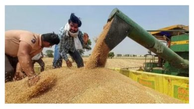 قمح-هندي:-الإمارات-تحظر-تصدير-القمح-الهندي-والدقيق-لمدة-4-أشهر-وهذا-هو-السبب-وراء-ذلك